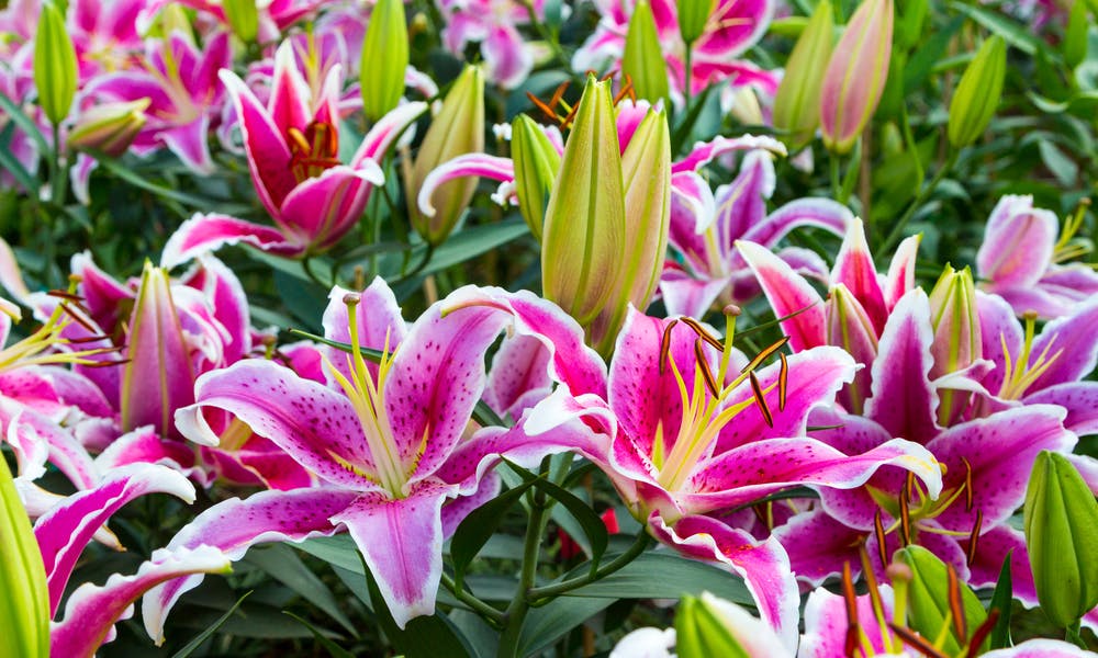 Tipos de Lírios para Adicionar ao Seu Jardim