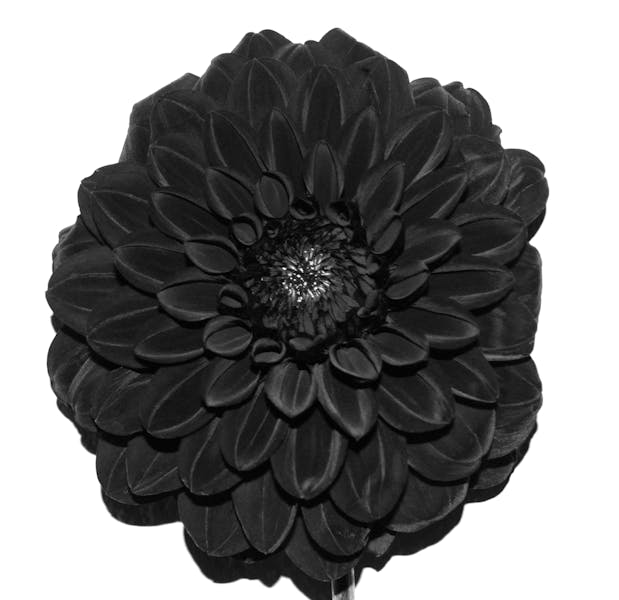 black dahlia flower meaning: Symbolism & Origin