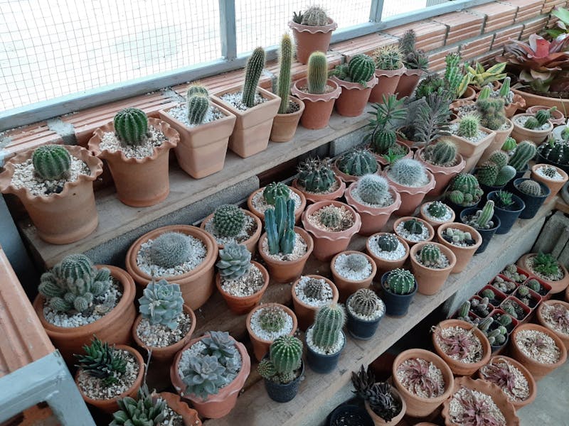 Types of Cactuses for Your Home or Garden