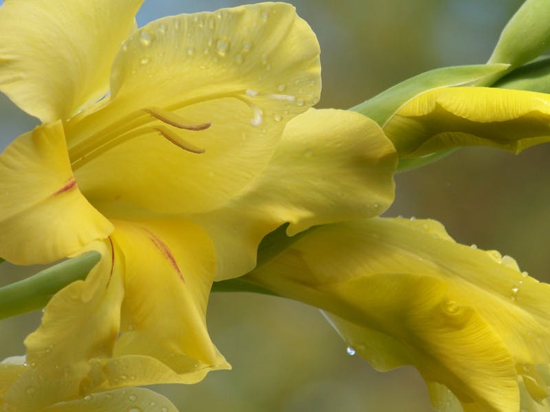 August Birth Flowers You Can Add to Your Garden