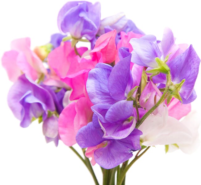 April Birth Flowers: Presenting the Daisy and Sweet Pea