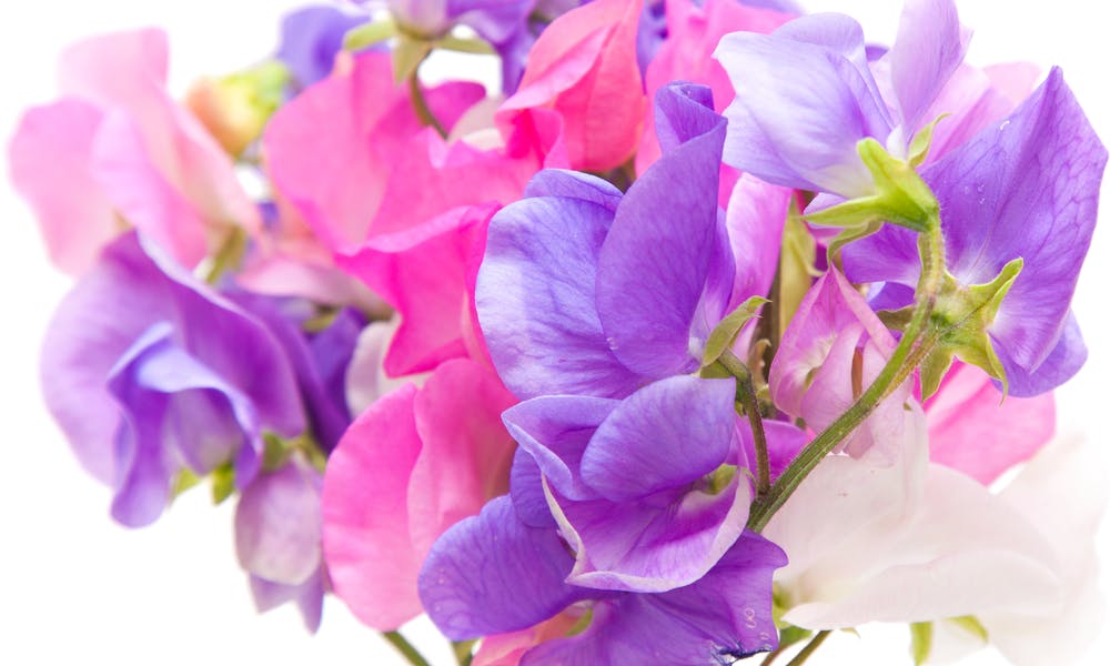 April Birth Flowers: Presenting the Daisy and Sweet Pea Banner