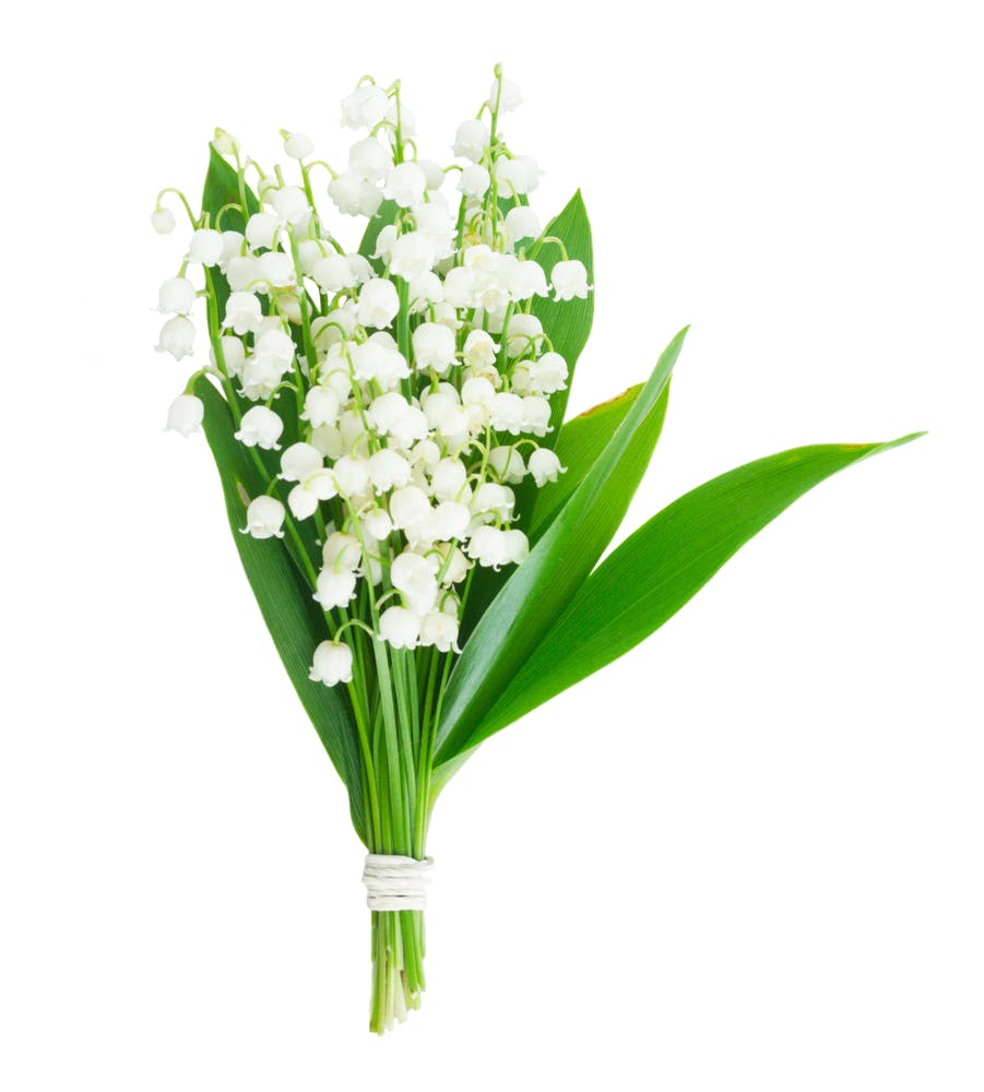 O buquê de lírio-do-vale, a flor que une beleza e felicidade: