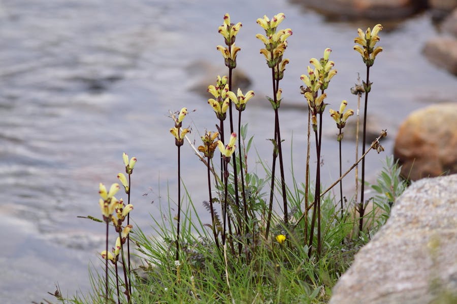 Flowers: The Poisonous, the Chokers, the Meat-eating