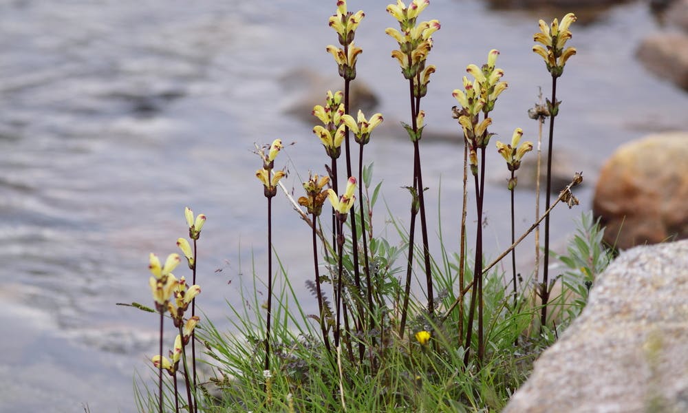 Flowers: The Poisonous, the Chokers, the Meat-eating Banner