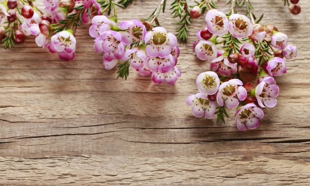 The Wax Flower Banner