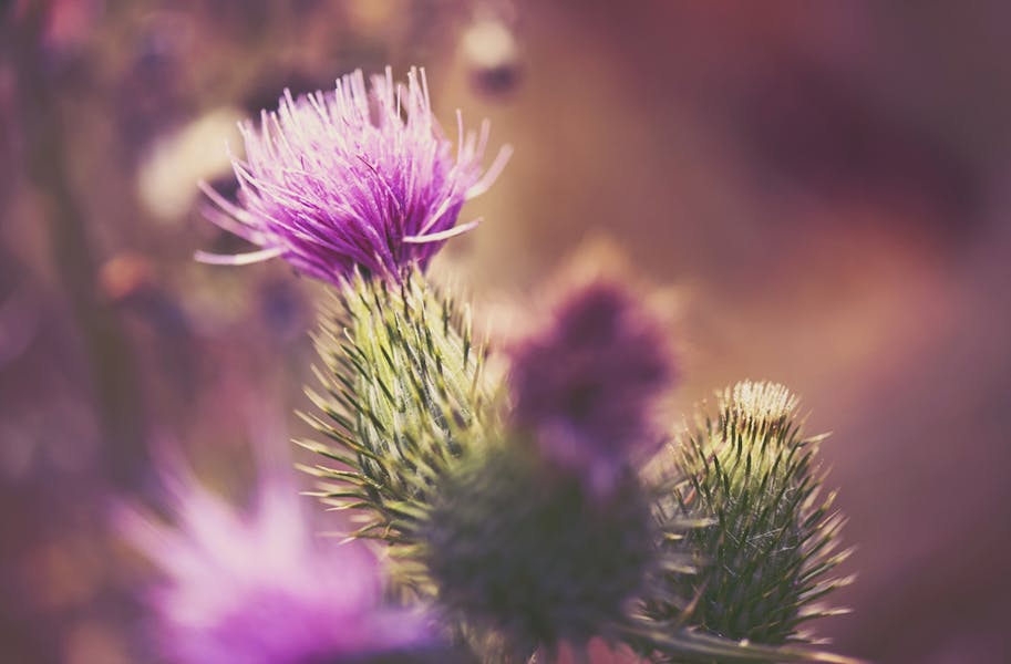 The Thistle Flower: Nature’s Prickliest Flower