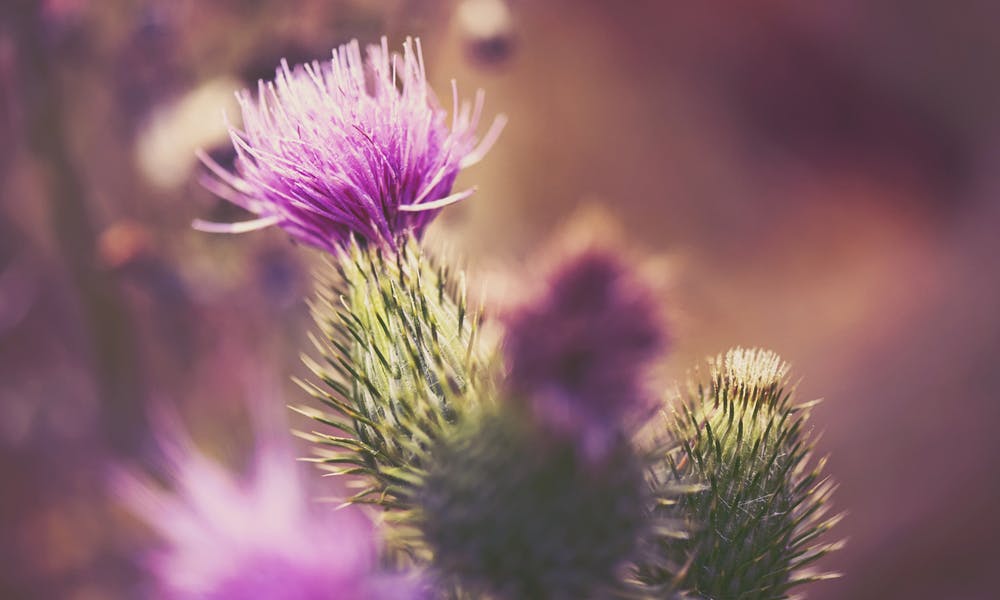 The Thistle Flower: Nature’s Prickliest Flower Banner