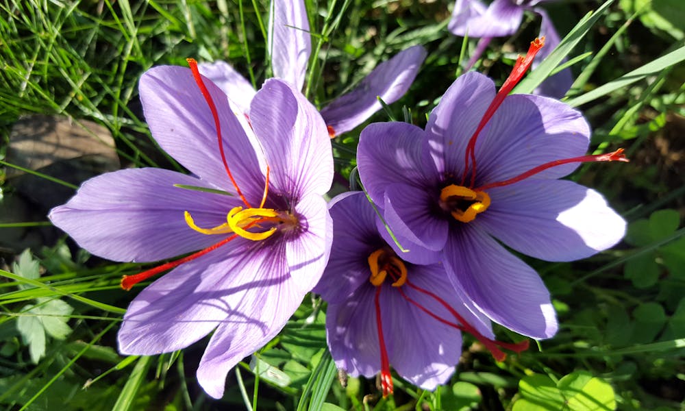 The Saffron Flower Banner
