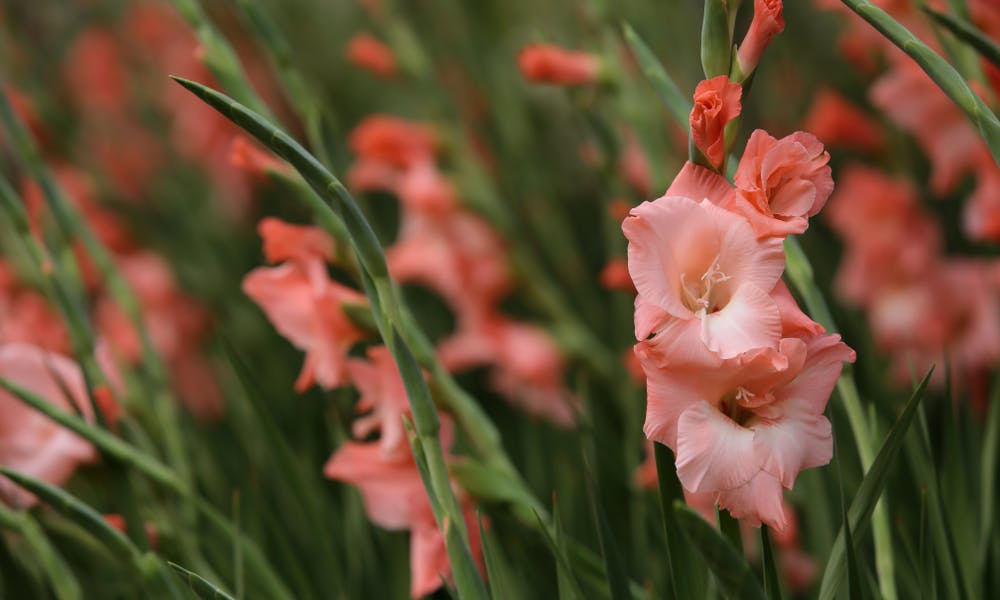 Gladiolus and Poppy: The Flowers of August Banner