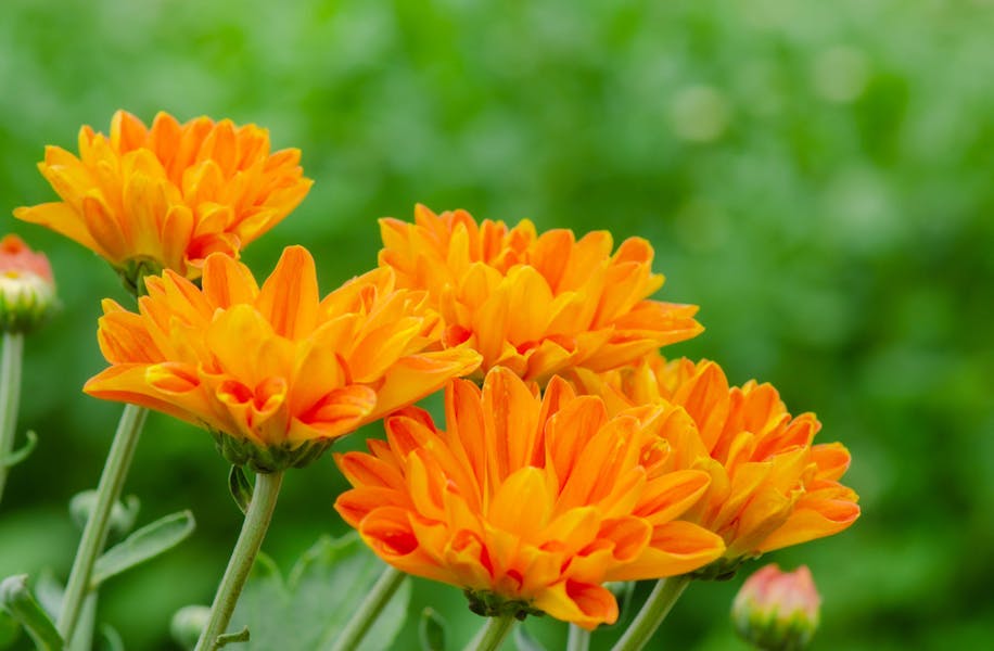 If You Want to Express Feelings of Joy, Warmth, and Beauty, Choose Orange Flowers