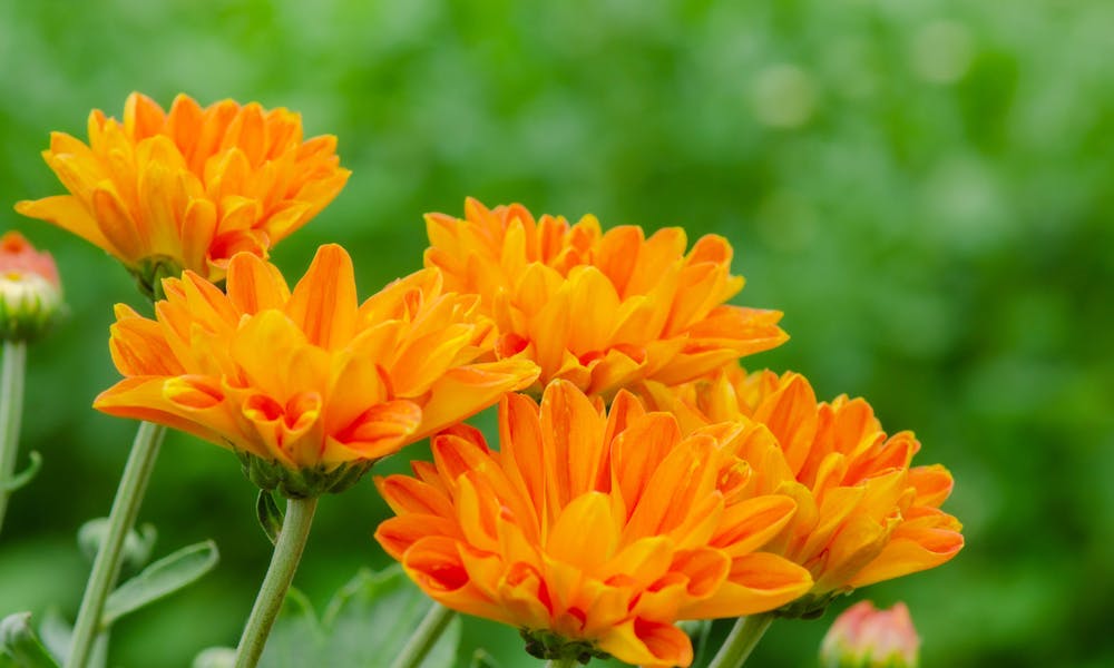 Se você quer expressar sentimentos de alegria, calor e beleza, escolha flores laranjas