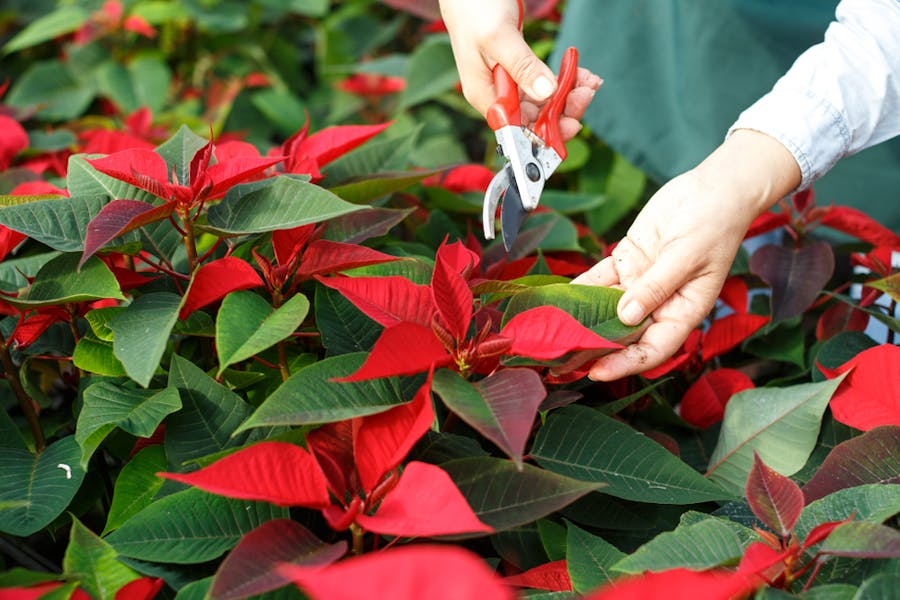 Poinsettia Care