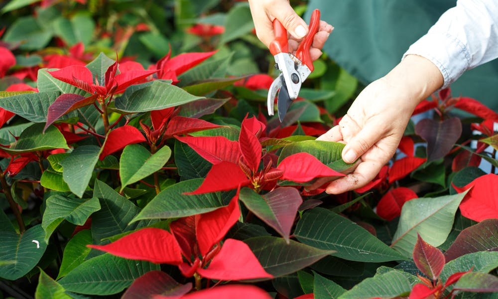 Poinsettia Care Banner