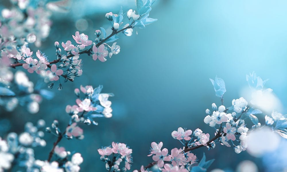 Schönste Blumen