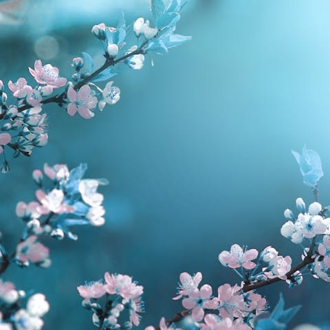 Most Beautiful Flowers