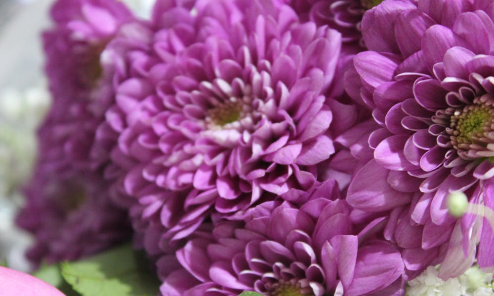 Birth Month Flowers Banner