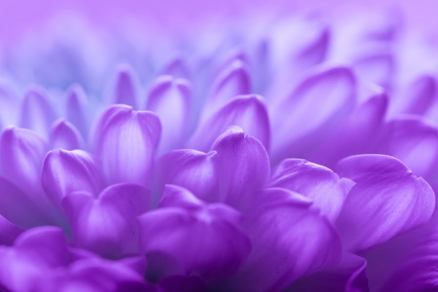 Express Your Feelings with Purple Flowers