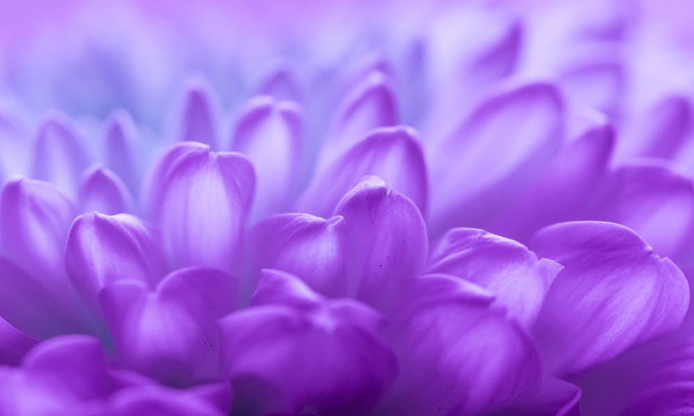 Express Your Feelings with Purple Flowers Banner