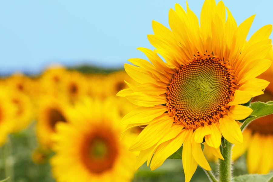 Sunflower Meanings