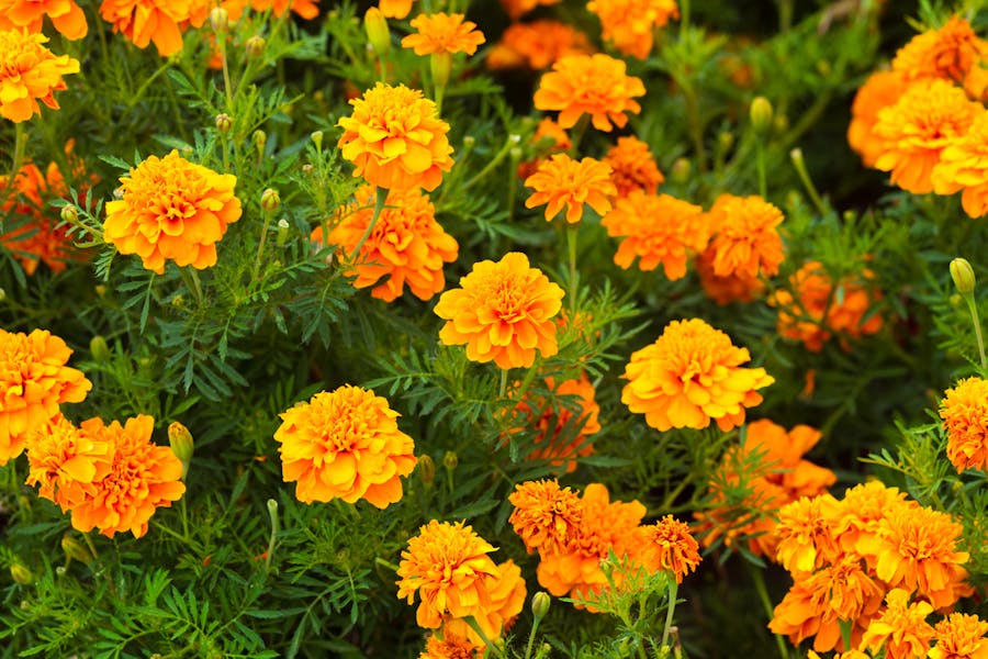 Marigold Flower – The Complete Guide