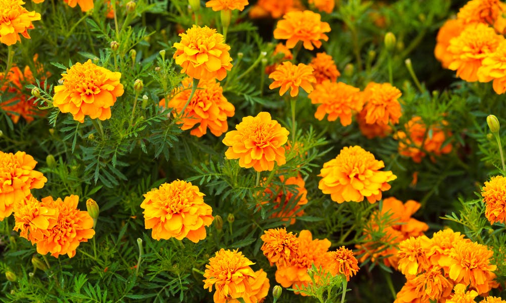 Flor de Calêndula – O Guia Completo