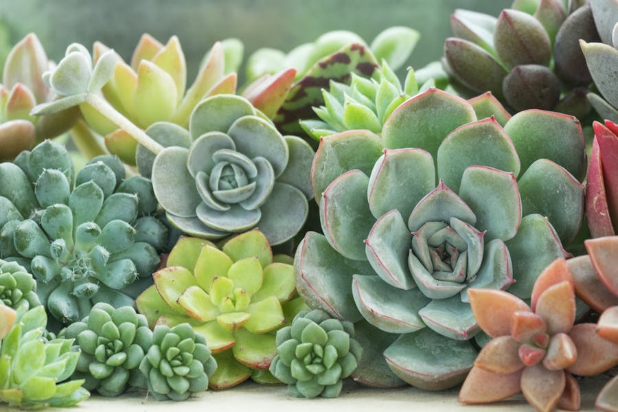 Types of Succulents