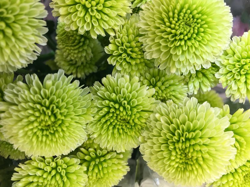 Chrysanthemum Flower