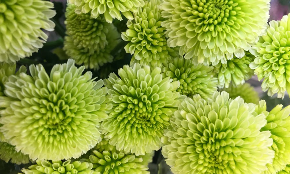 Chrysanthemum Flower Banner