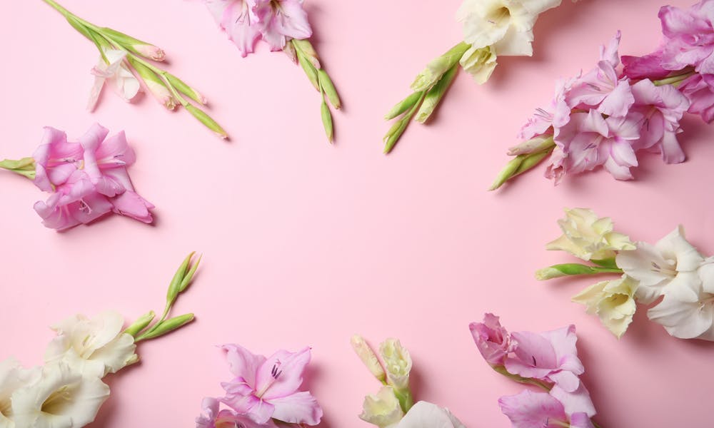 The Gladiolus Flower Banner