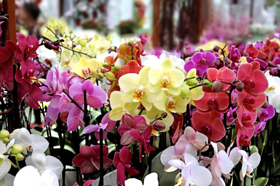 How Colored Orchids Are Made