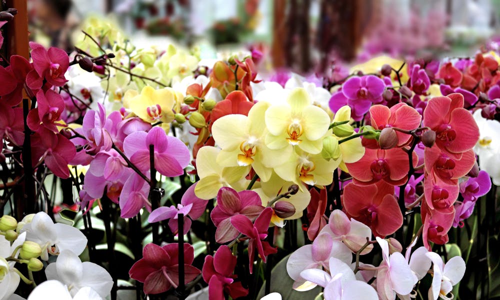 Como São Feitas as Orquídeas Coloridas Banner