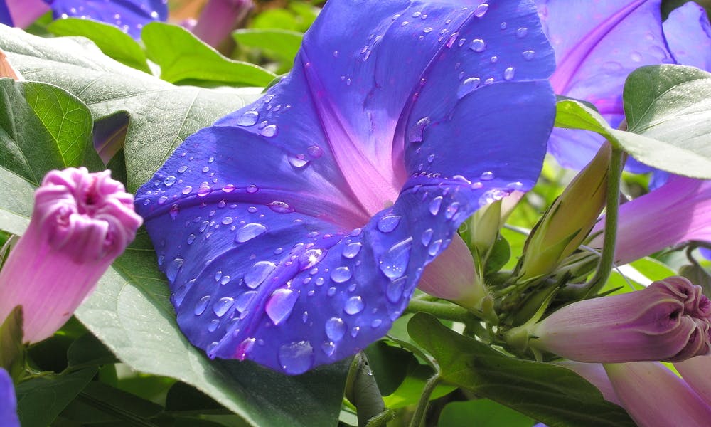 The Birth Flowers of September Banner