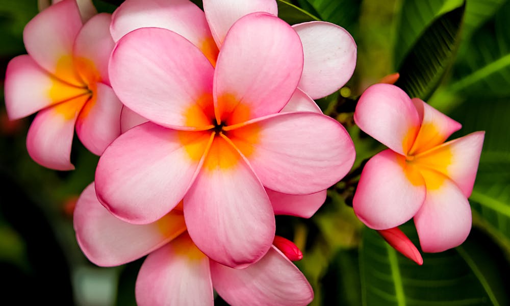 Florida Flower State Banner