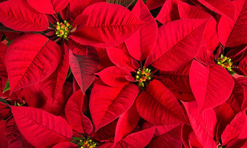 The Birth Flowers of December Banner