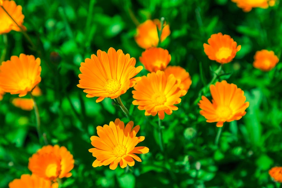 Calendula Flower