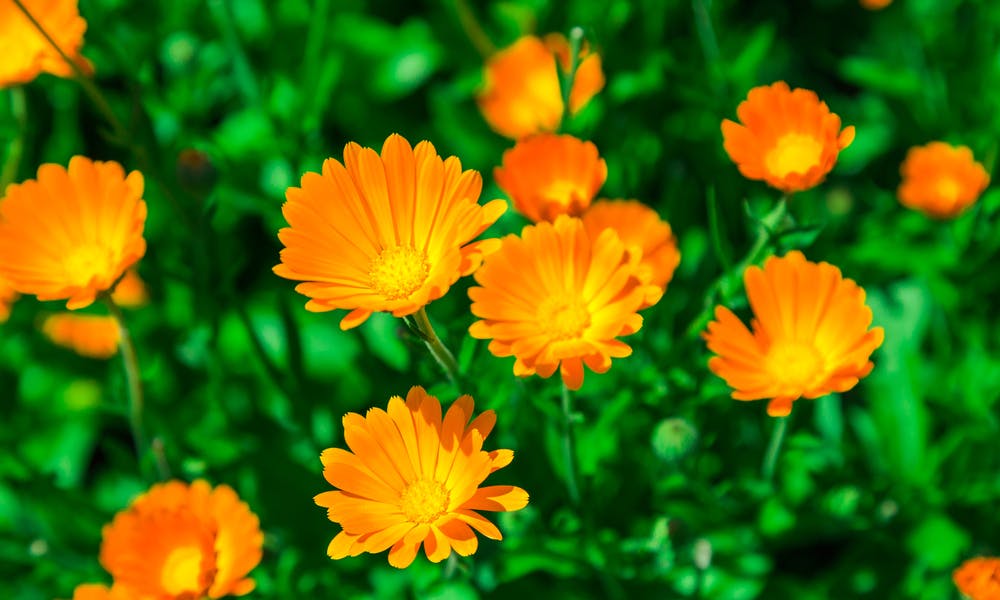 Calendula Flower Banner