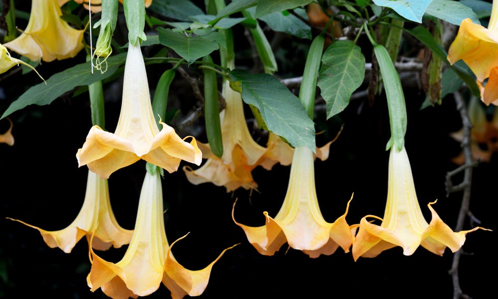 Trumpet flower Banner