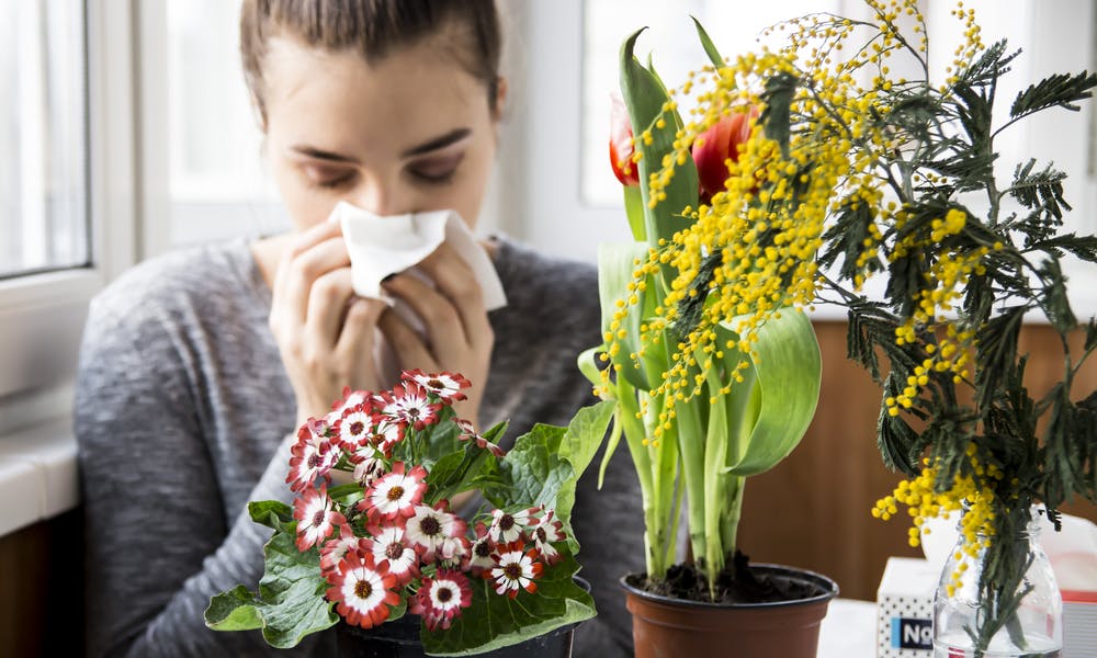 As Melhores Flores para Sofredores de Alergia Banner