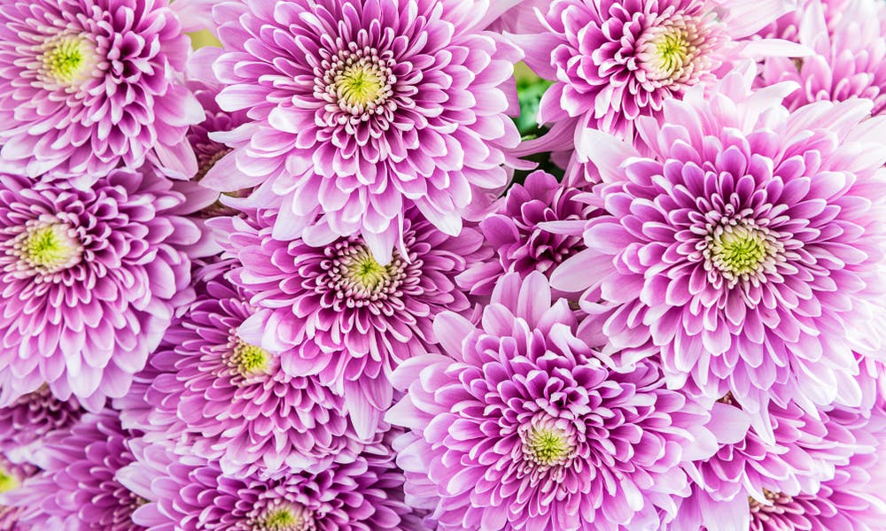Mum flower Banner