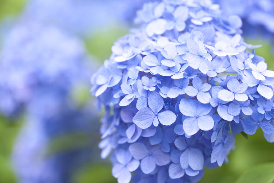 The Hydrangea Flower