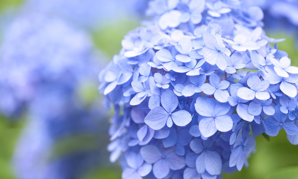 The Hydrangea Flower Banner