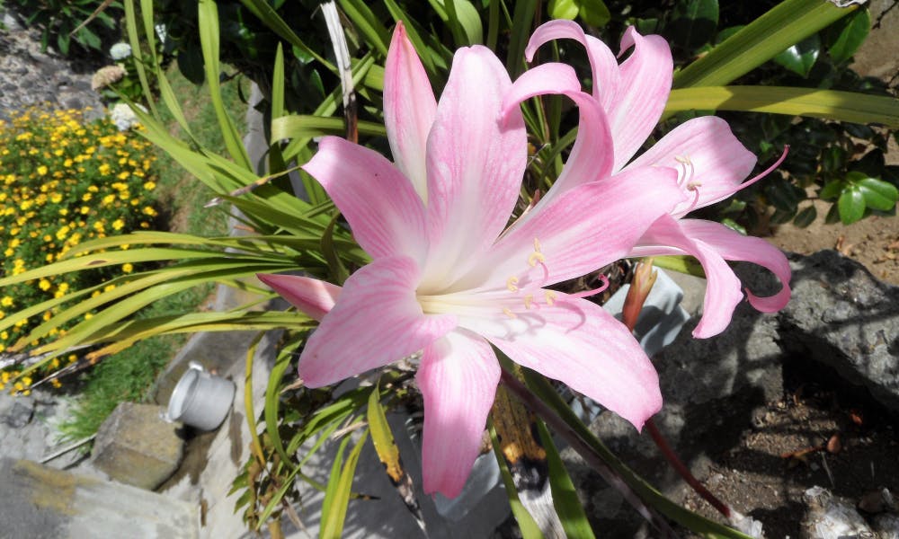 Belladona Flower Banner