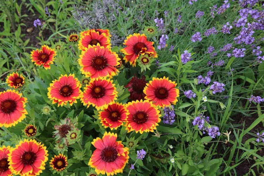 Blanket Flowers: Characteristics, Myths, and Year-round Enjoyment