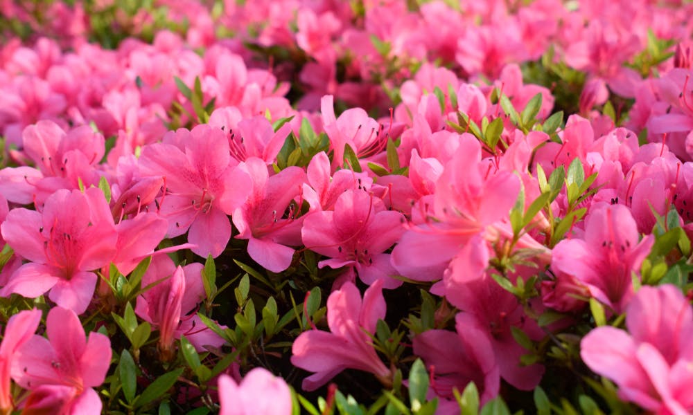 Azalea: The Flower as Old as Time Banner