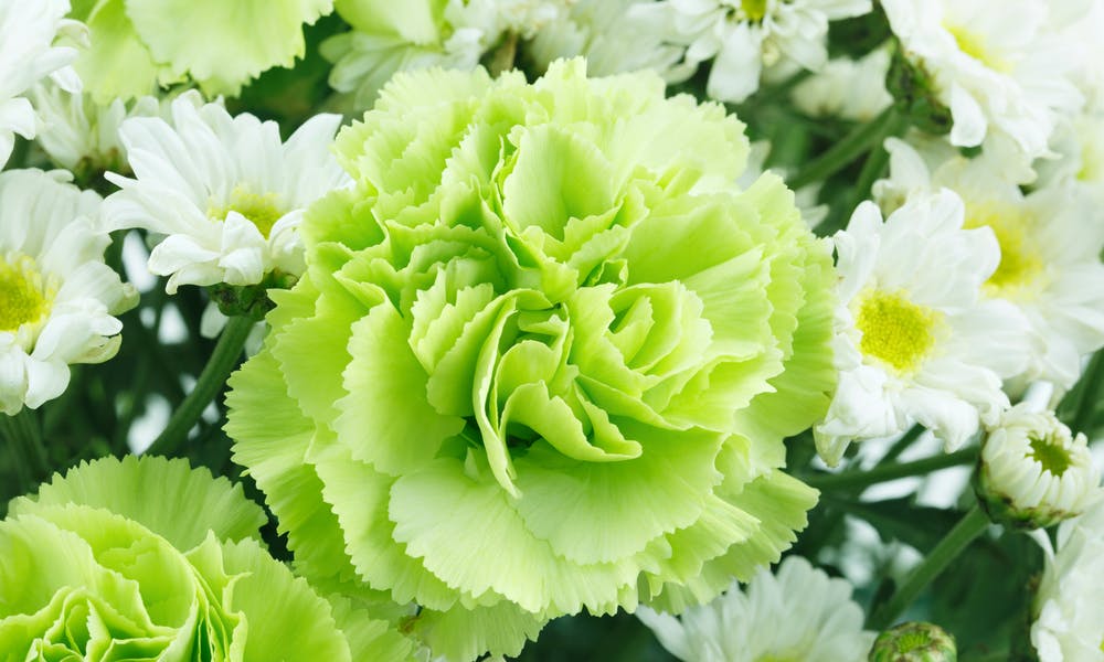 10 Naturally Green Flowers Banner
