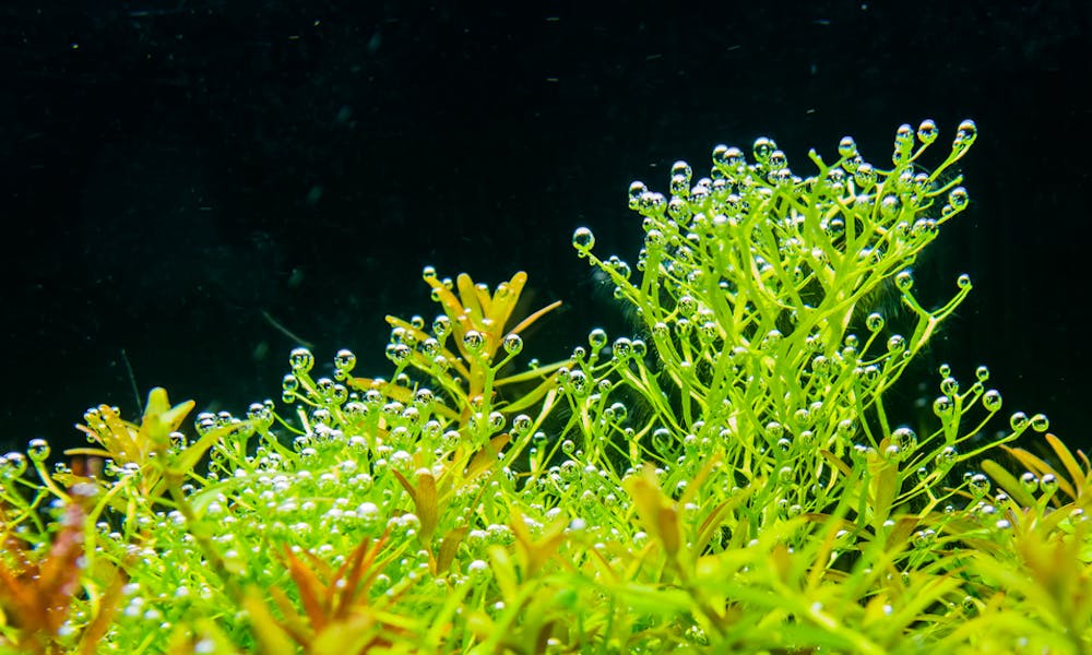 Aquatic Plants Banner