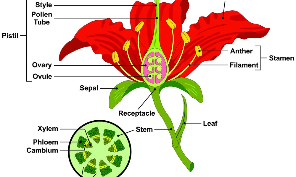 Anatomia de uma Flor Banner