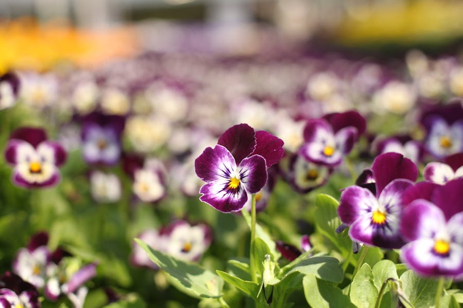 Viola Flowers