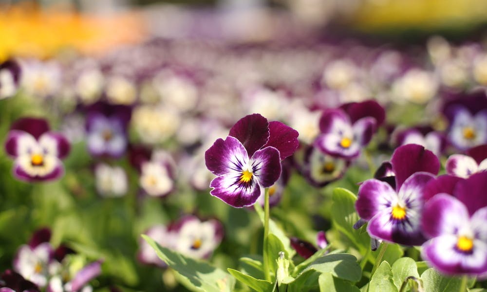 Viola Flowers Banner
